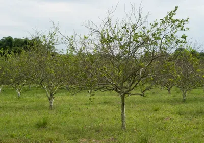 citrus greening antibiotic oxytetracycline